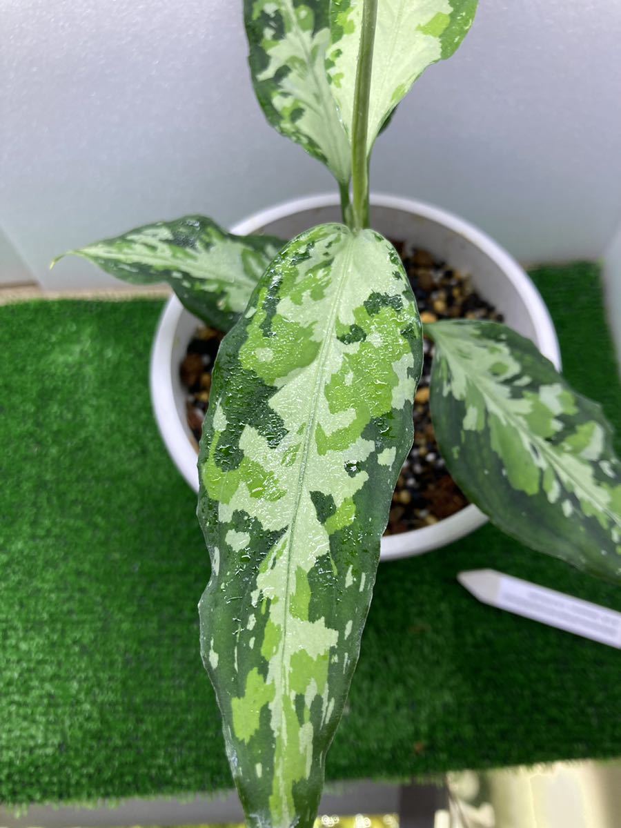 LA便】アグラオネマ Aglaonema pictum tricolor【LA1118-05b LA便】アグラオネマ Aglaonema pictum tricolor【LA1118-05b