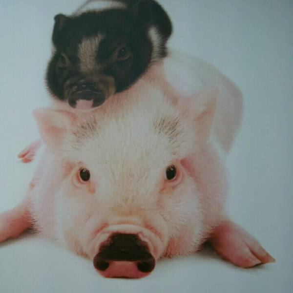 THE PIG Photo Book　子ブタ　ミニブタ　写真集_画像2