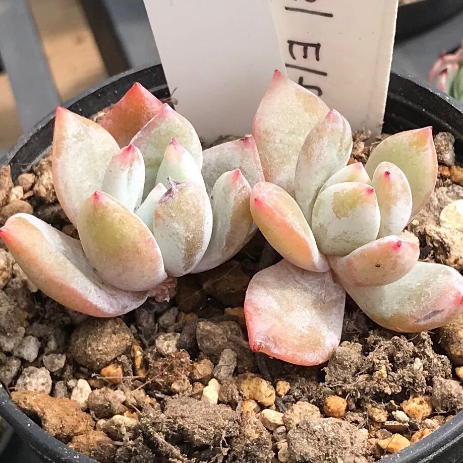 Yahoo!オークション - Angel Elf 小苗 抜き苗 106 多肉植物 Yahoo!オークション - Angel Elf 小苗 抜き苗 106 多肉植物