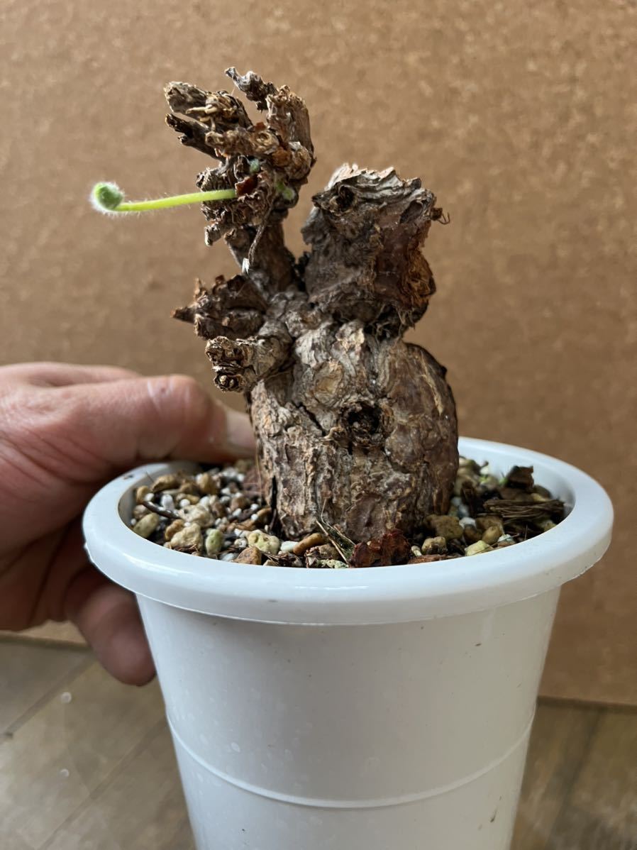 Pelargonium triste ペラルゴニウム トリステ 新芽展開 発根済 5 ic.sch.id