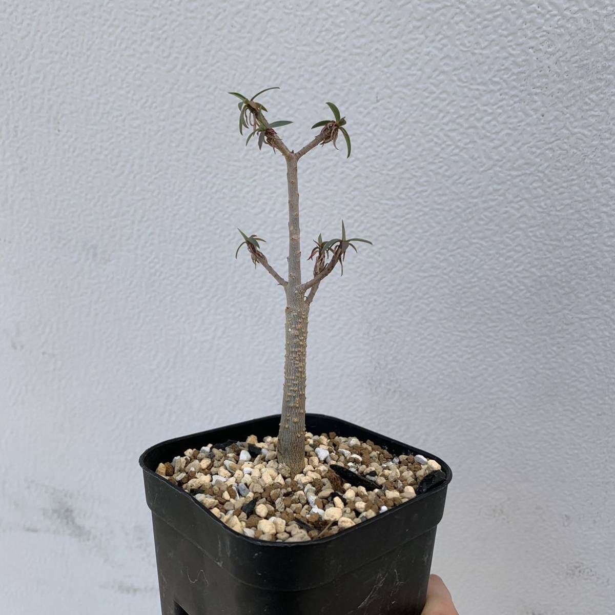 ユーフォルビア バルサミフェラ Euphorbia 美株 rsuganesha.com