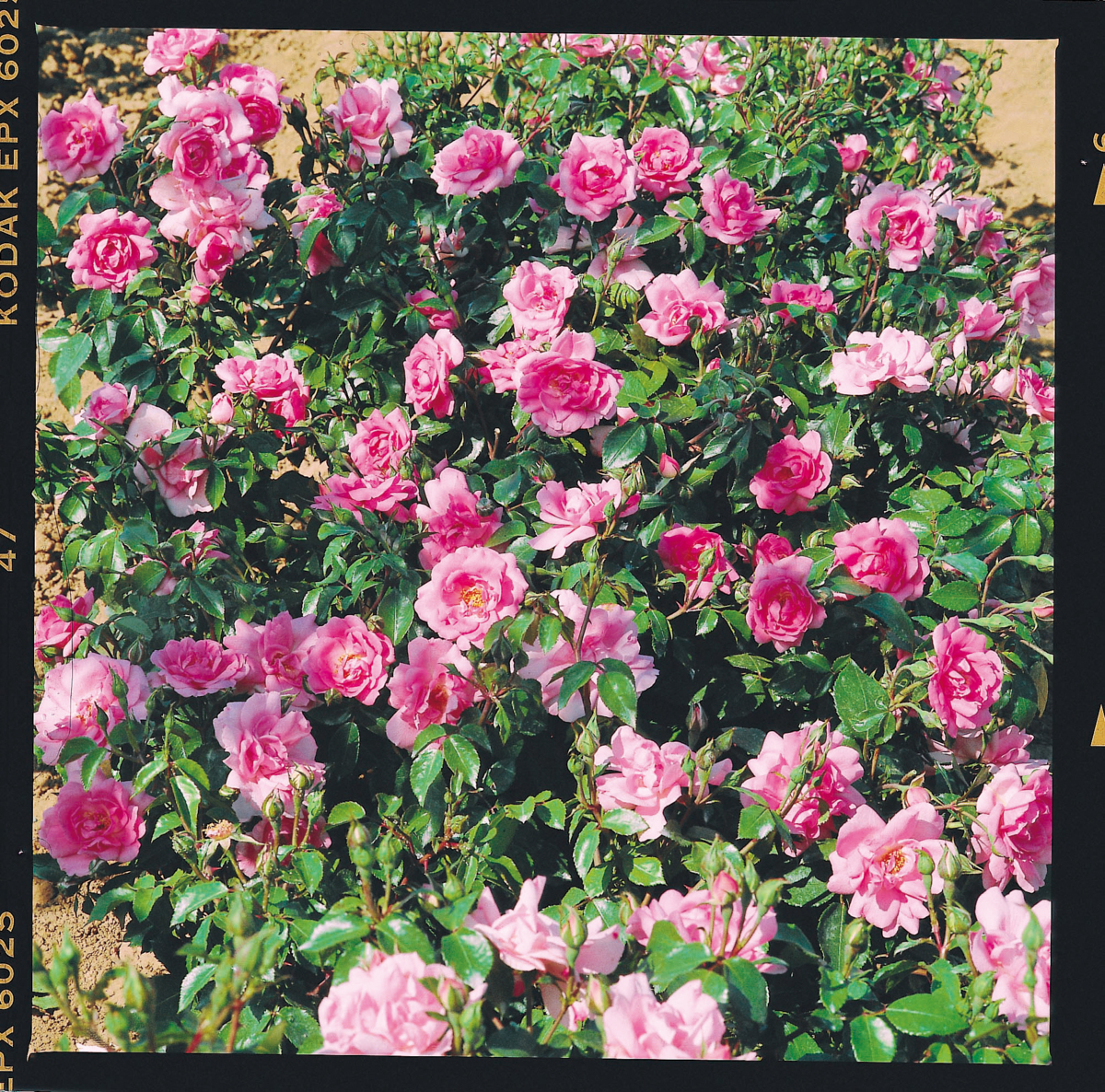 デルバール ボルデュール ローズ大苗6号鉢 つるバラ 注目ブランド ペイサージュのバラ 最新情報 薔薇フレンチローズ