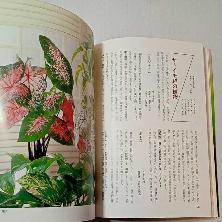 zaa-315♪はなの本―鉢花と観葉植物100種 手入れのこつ (家庭の園芸) 単行本 1987/4/1 渡部 弘 (著)