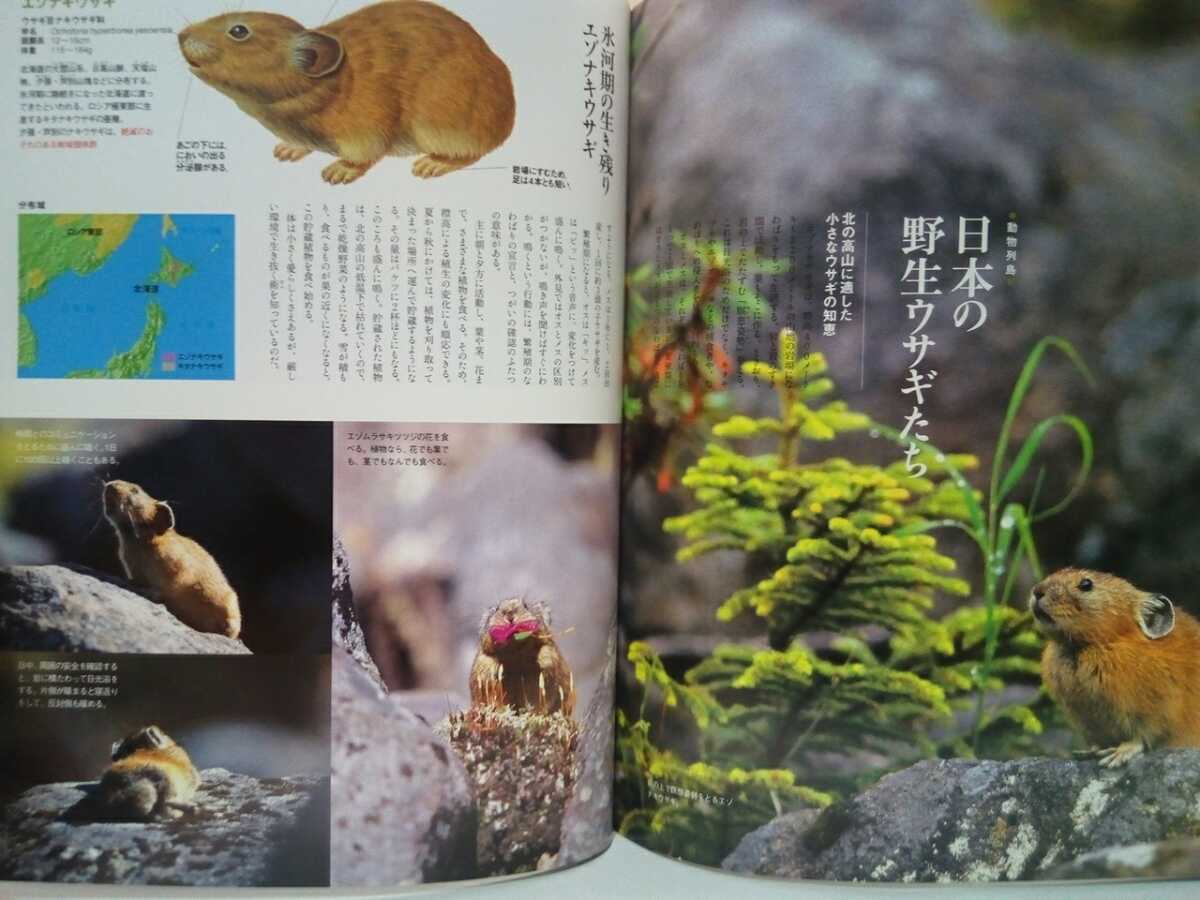 Paypayフリマ 絶版 週刊日本の天然記念物3アマミノクロウサギ 鹿児島県奄美大島 徳之島 夜行性 食事 天敵 日本の野生ウサギ ニホンノウサギ 他 Paypayフリマ 絶版 週刊日本の天然記念物3アマミノクロウサギ 鹿児島県奄美大島 徳之島 夜行性 食事 天敵 日本の野生ウサギ ニホンノウサギ 他