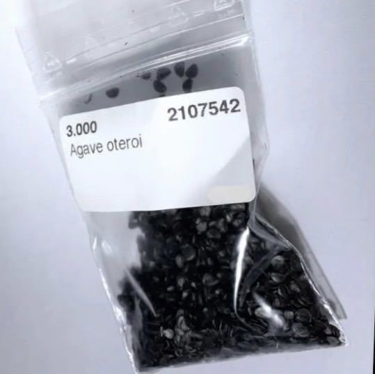 ラスト アガベ オテロイ 種子 100粒 Agave oteroi seed ラスト アガベ オテロイ 種子 100粒 Agave oteroi seed