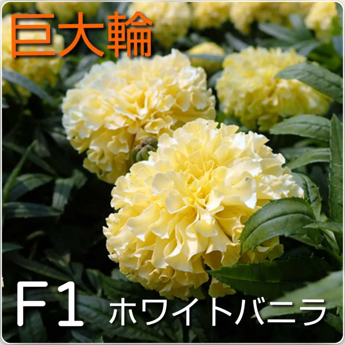 新しいエルメス ゆめsaku2 288@ 彩柳選“後ろ姿に花開く力強く美しい華