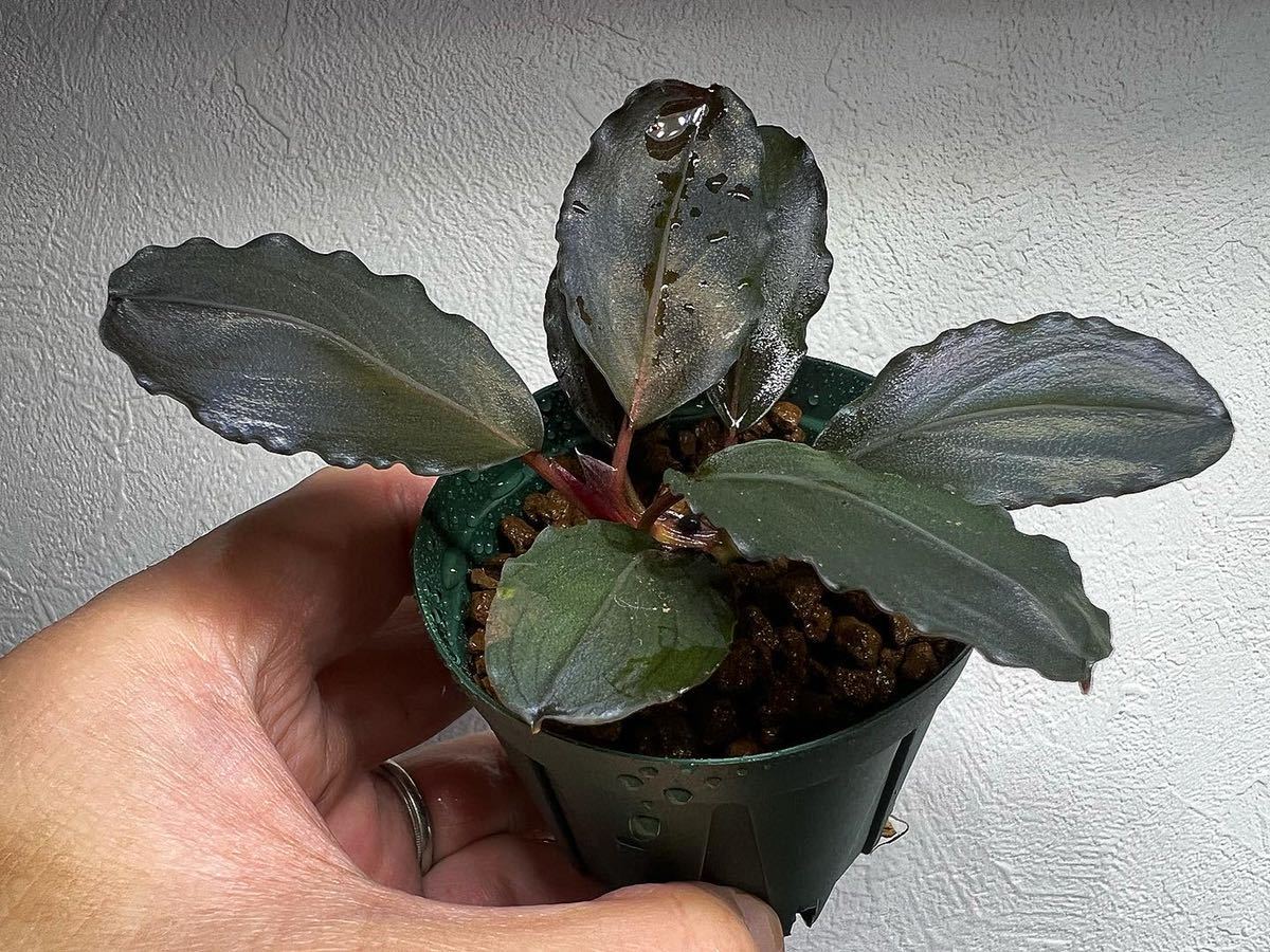 ブセファランドラ】 Bucephalandra sp. Mukok Black 1株 ブセファランドラ】 Bucephalandra sp. Mukok Black 1株