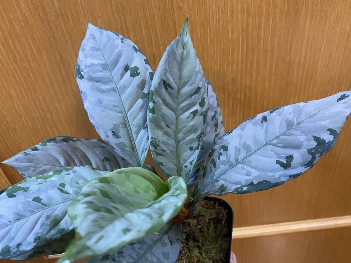 KURO】 アグラオネマ ネブローサム 3色展開 Aglaonema neblosum