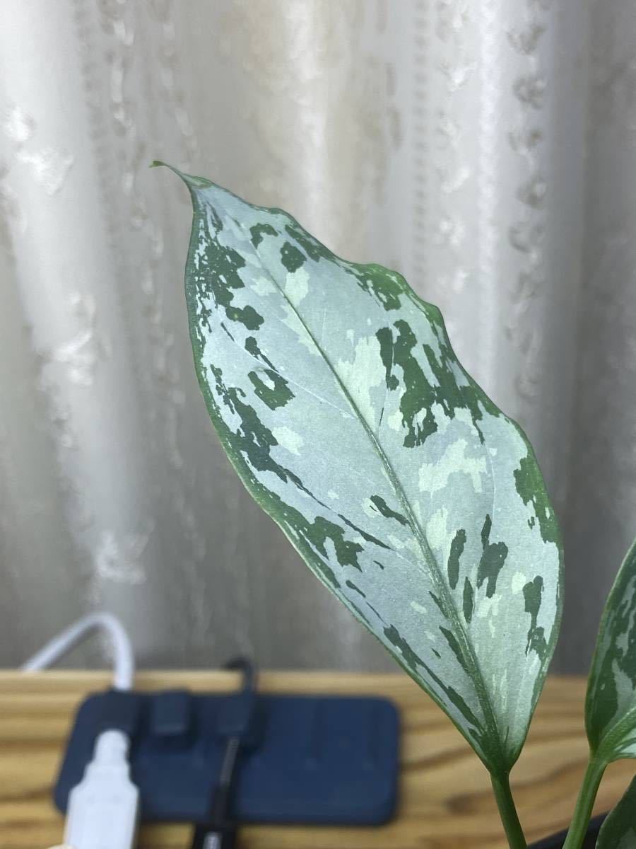 KURO】 アグラオネマ ネブローサム 3色展開 Aglaonema neblosum