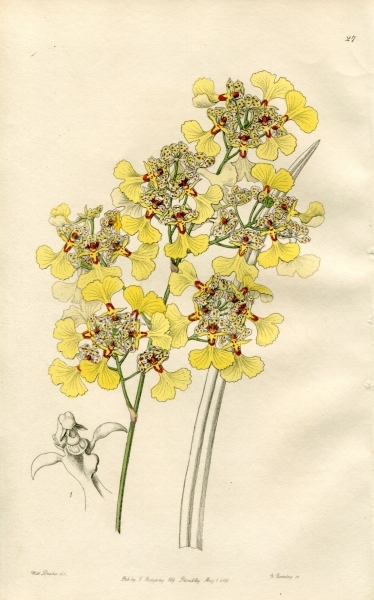 1846年 手彩色 銅版画 Edwards's Botanical Register no.27 ラン科 トリコケントルム属 ONCIDIUM lacerum