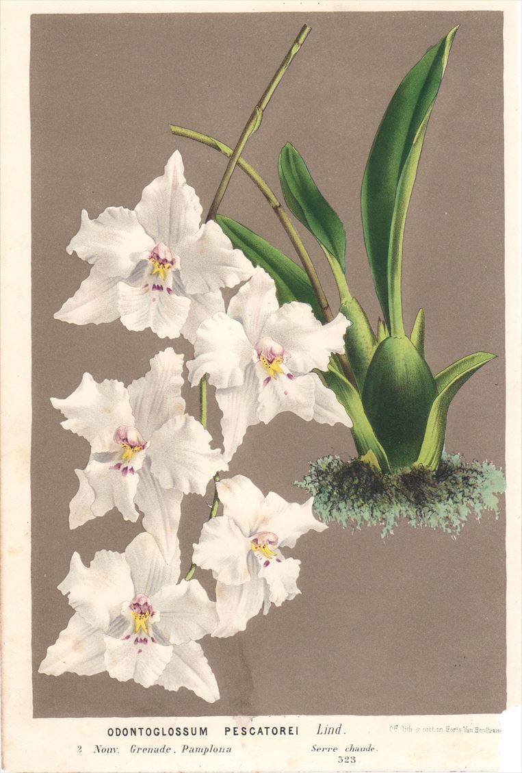 1854 год Van Houtte Europe. растения много цвет литография Ran . on sijium.ODONTOGLOSSUM PESCATOREI
