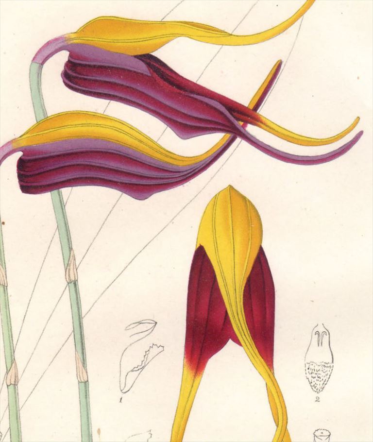 1854年 Van Houtte ヨーロッパの植物 多色石版画 ラン科 マスデバリア属 MASDEVALLIA ELEPHANTICEPS_画像2