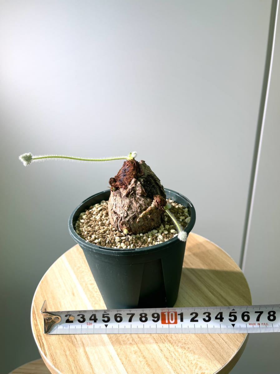 ☆塊根植物 Pelargonium triste ペラルゴニウム トリステ☆① ☆塊根植物 Pelargonium triste ペラルゴニウム トリステ☆①