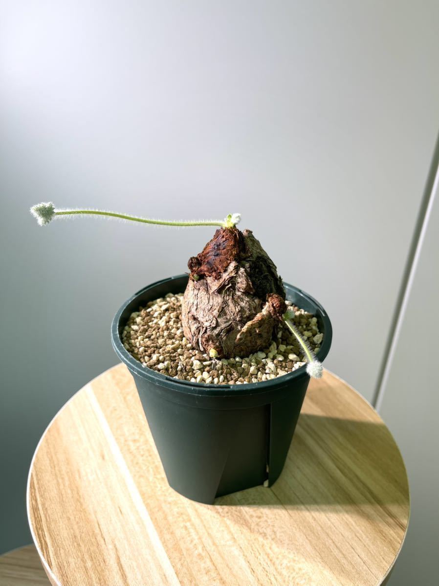 ☆塊根植物 Pelargonium triste ペラルゴニウム トリステ☆① ☆塊根植物 Pelargonium triste ペラルゴニウム トリステ☆①