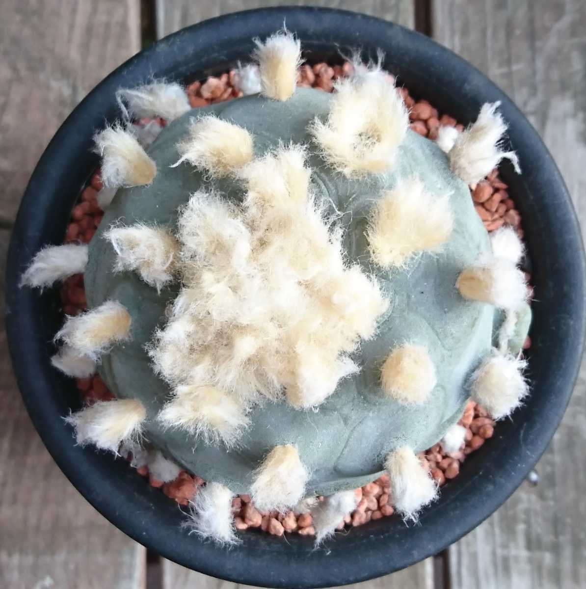 サボテン 多肉植物 ☆ロホホラ 翠冠玉☆ clinicagouveia.com.br