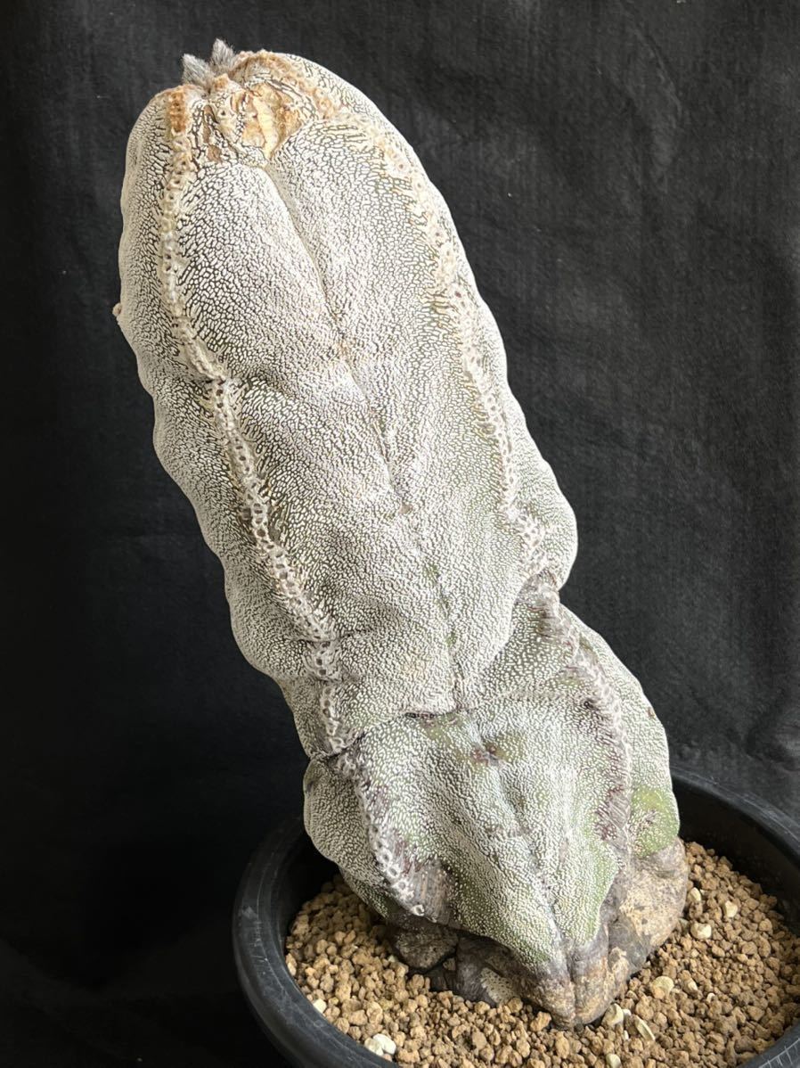 アストロフィツム 恩塚鸞鳳玉 恩塚ランポー玉 実生 大株 Astrophytum