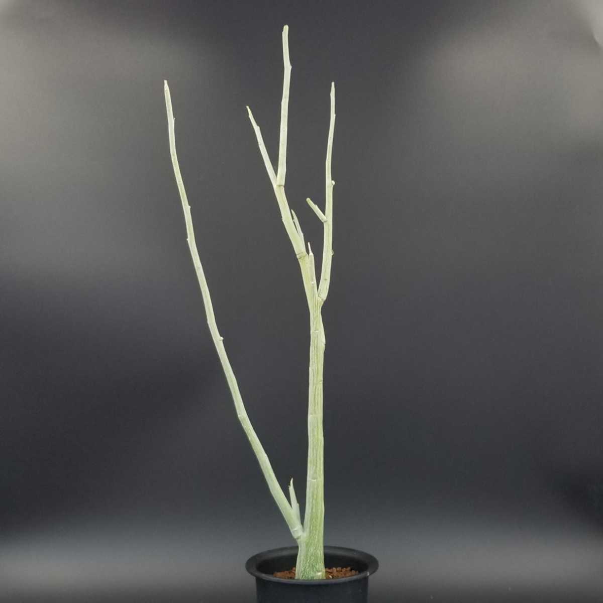 Adenia pechuelii アデニア ペチュエリー 実生 雌木 最後 Adenia pechuelii アデニア ペチュエリー 実生 雌木 最後