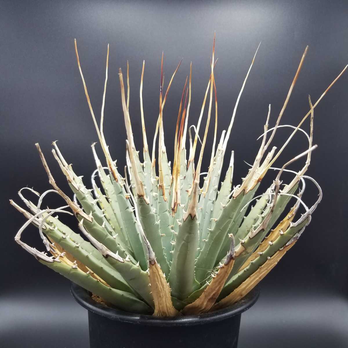 SALE/81%OFF】 アガベ ユタエンシス カイバベンシス ecousarecycling.com