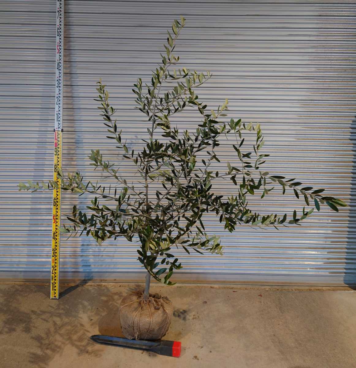 最新人気 オリーブ ルッカ シンボルツリー ガーデニング 果樹 オリーブの木 おりーぶ 半額品 Netnz Com Br