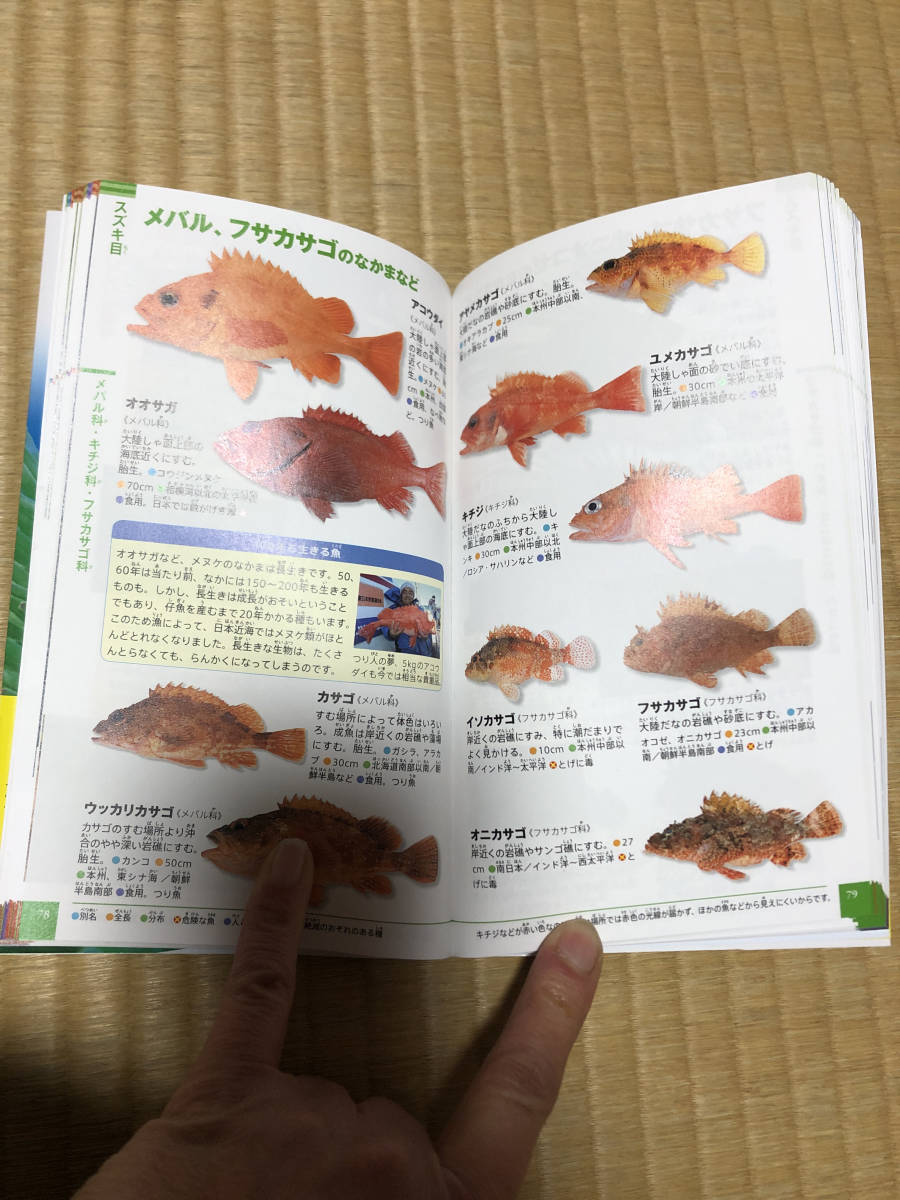 小学館の図鑑　NEO POCKET 魚