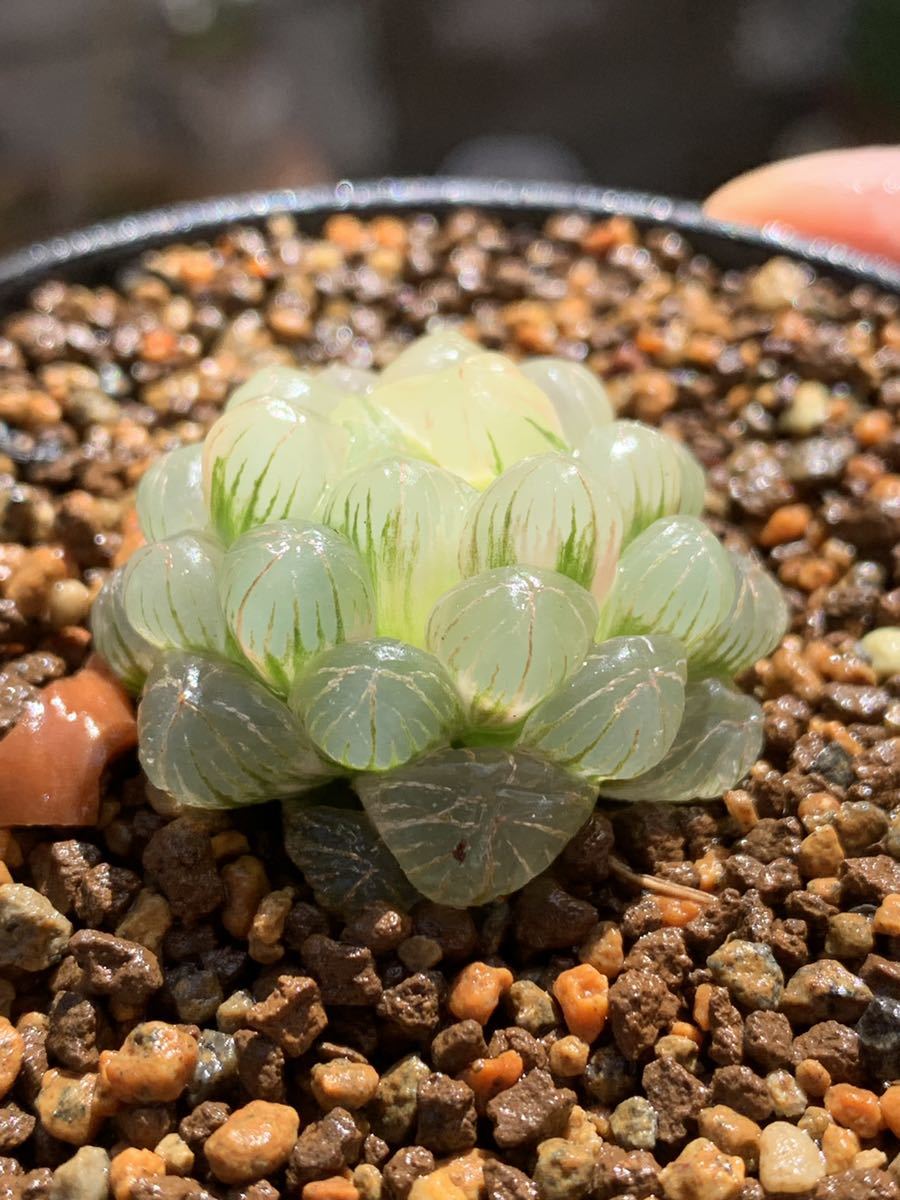 多肉植物 ハオルチア オブツーサ錦 糊斑 丸葉 twispwa.com