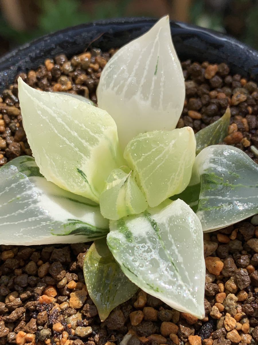 多肉植物 ハオルチア 裏般若錦 糊斑 多肉植物 ハオルチア 裏般若錦 糊斑