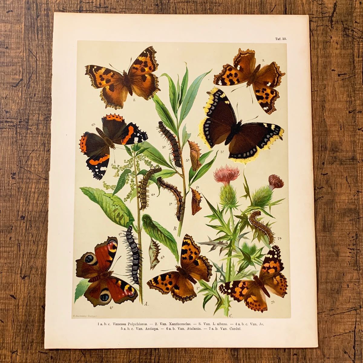 1899年 ドイツの古い蝶々のリトグラフ05/アンティーク ブロカント 