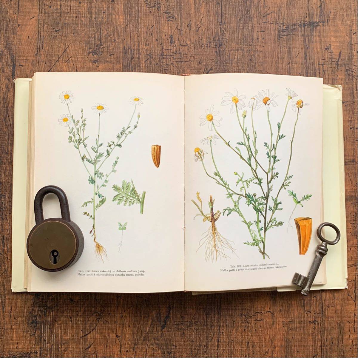 チェコの古い植物図鑑(PLEVELE POLI A ZAHRED 1964年 チェコの古い植物図鑑(PLEVELE POLI A ZAHRED 1964年