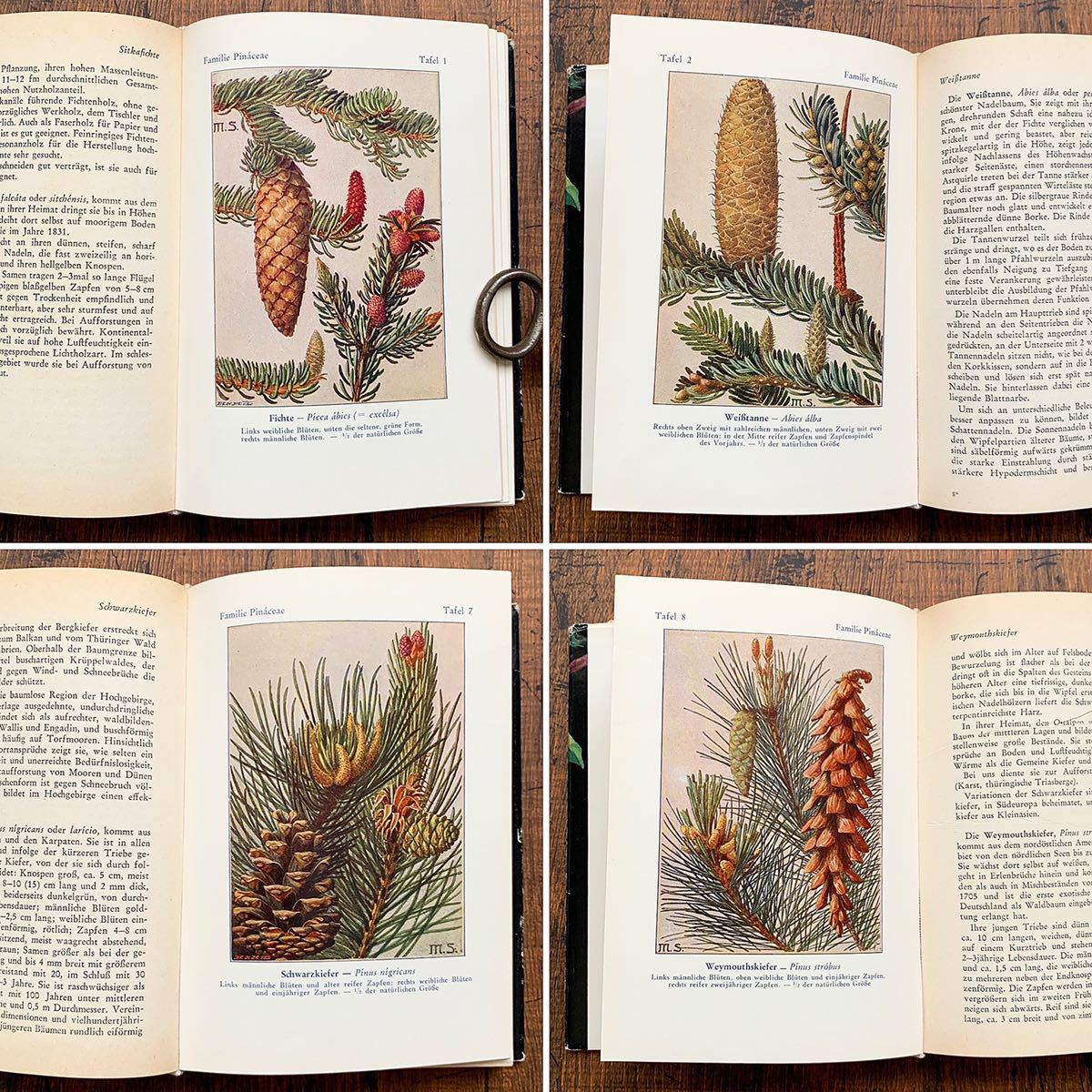 ドイツの古い植物図鑑(Krauterbuch 1914年)/アンティーク ヴィンテージ