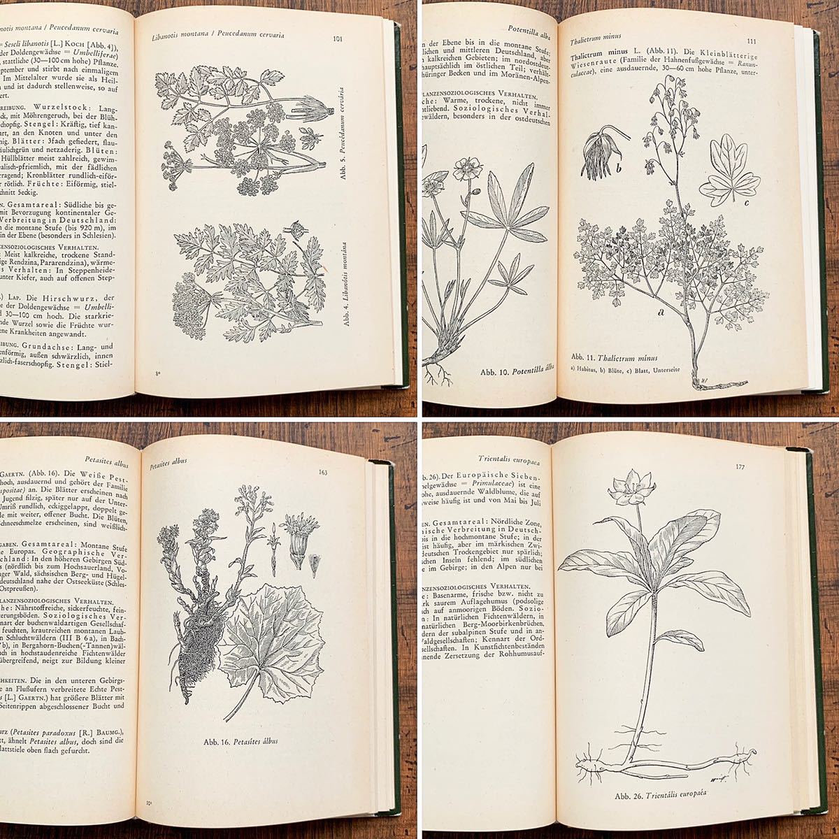 ドイツの古い植物図鑑(Waldblumen und Farngewachse 1956年)/アンティーク ヴィンテージ ヨーロッパ 植物画 ボタニカルアート 雰囲気◎/_画像8