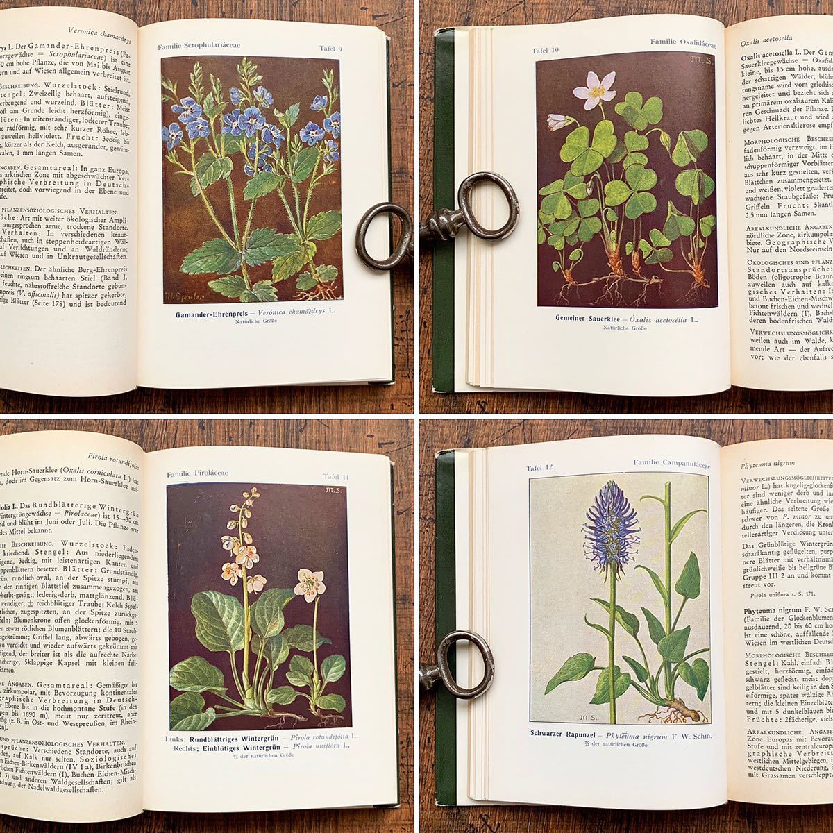 ドイツの古い植物図鑑(Waldblumen und Farngewachse 1956年)/アンティーク ヴィンテージ ヨーロッパ 植物画 ボタニカルアート 雰囲気◎/_画像4