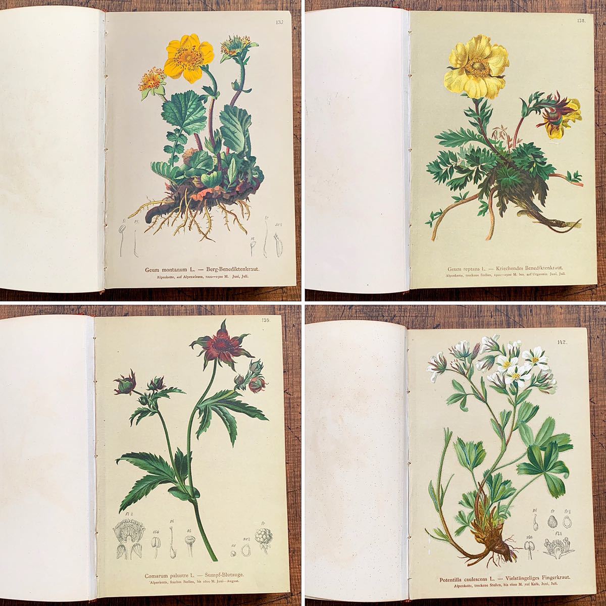 [1884年]オーストリアの古い植物図鑑(ALPENFLORA Ⅱ)/アンティーク ヴィンテージ ヨーロッパ 植物画 ボタニカルアート 洋書 雰囲気◎/_画像3