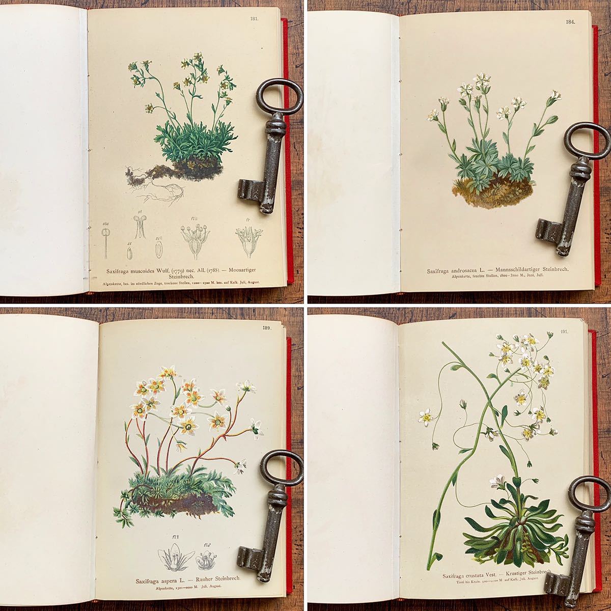 [1884年]オーストリアの古い植物図鑑(ALPENFLORA Ⅱ)/アンティーク ヴィンテージ ヨーロッパ 植物画 ボタニカルアート 洋書 雰囲気◎/_画像6