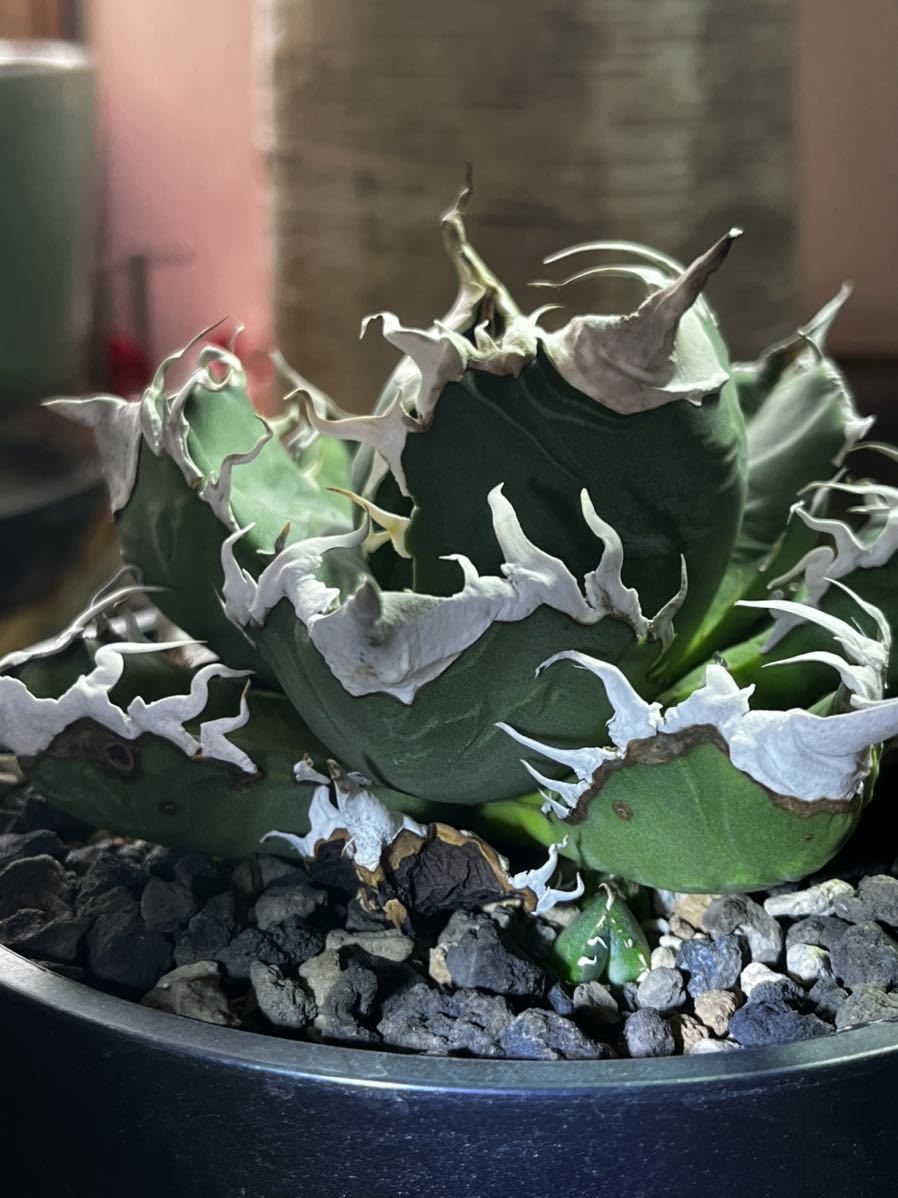 Agave titanota アガベ チタノタ 【通称、悪魔くん バケモノ Agave titanota アガベ チタノタ 【通称、悪魔くん バケモノ