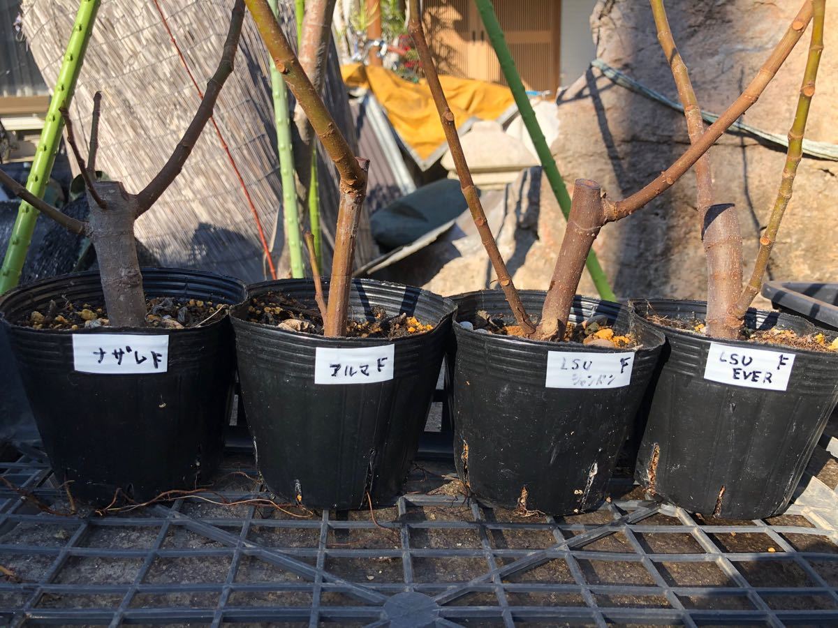 スーパーセール期間限定 いちじく苗セット 植物/観葉植物 - education