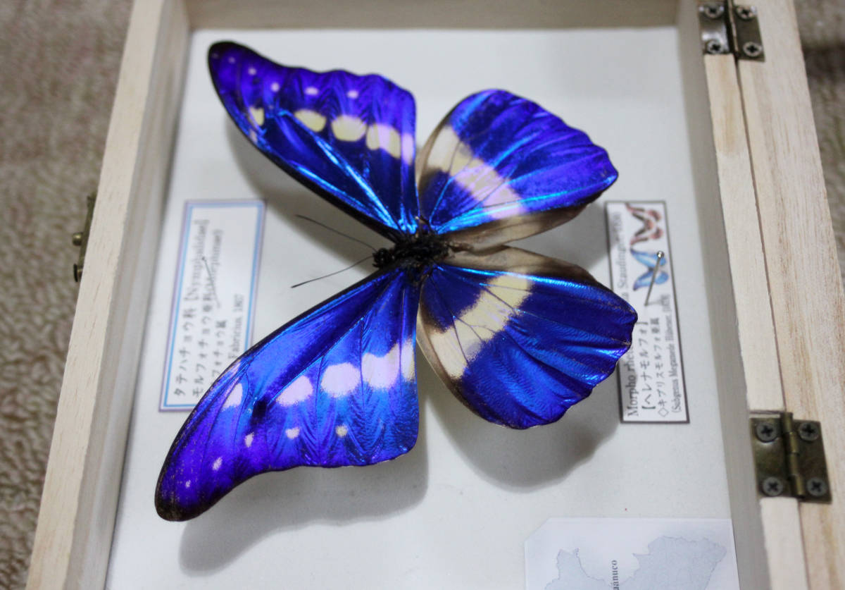 日本卸売り 蝶標本　南米のモルフォ蝶　値引きしました。 虫類用品