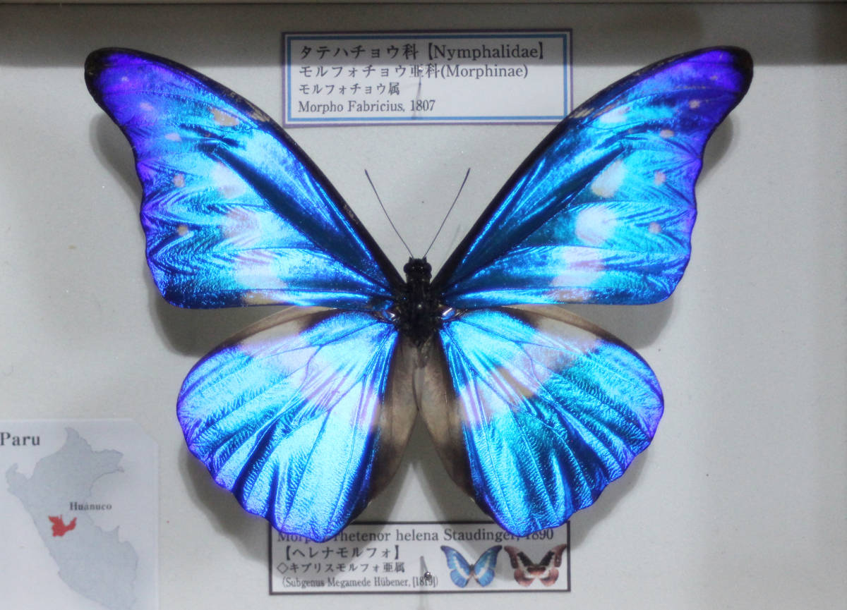 市場 昆虫標本 ヘレナモルフォ 蝶の標本