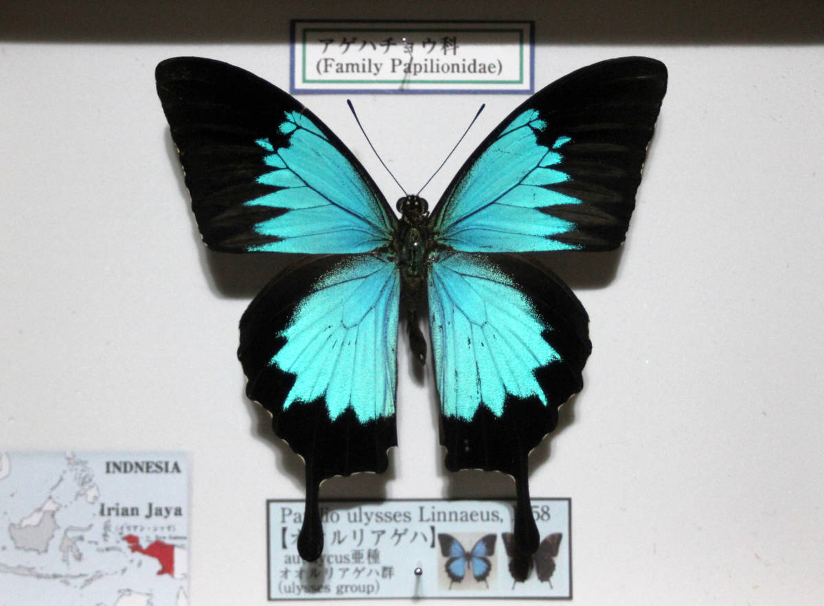 蝶標本　オオルリアゲハ　（autolycus亜種♂）_画像1