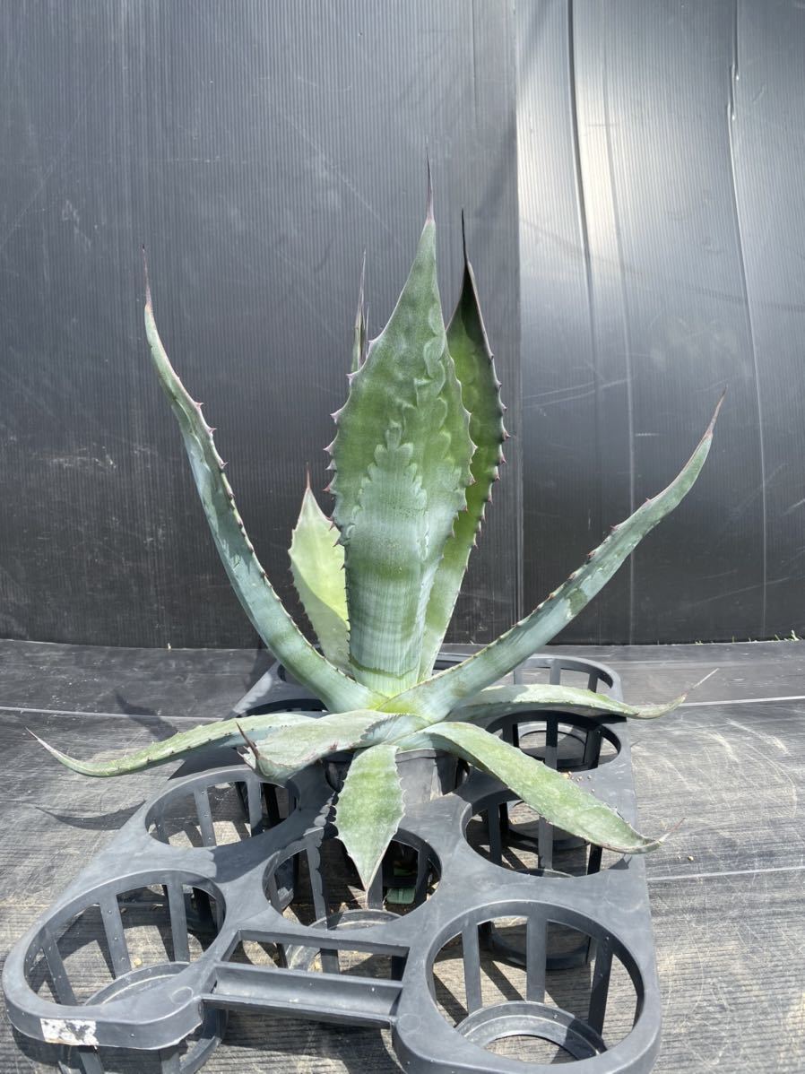 Agave salmiana v ferox アガベ サルミアナ フェロックス 大株 美株