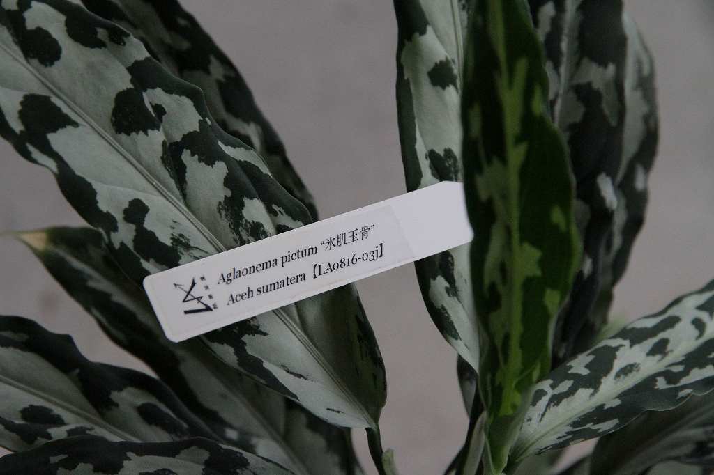 Yahoo!オークション - Aglaonema PictumLA便 氷肌玉骨 №2 Yahoo!オークション - Aglaonema PictumLA便 氷肌玉骨 №2