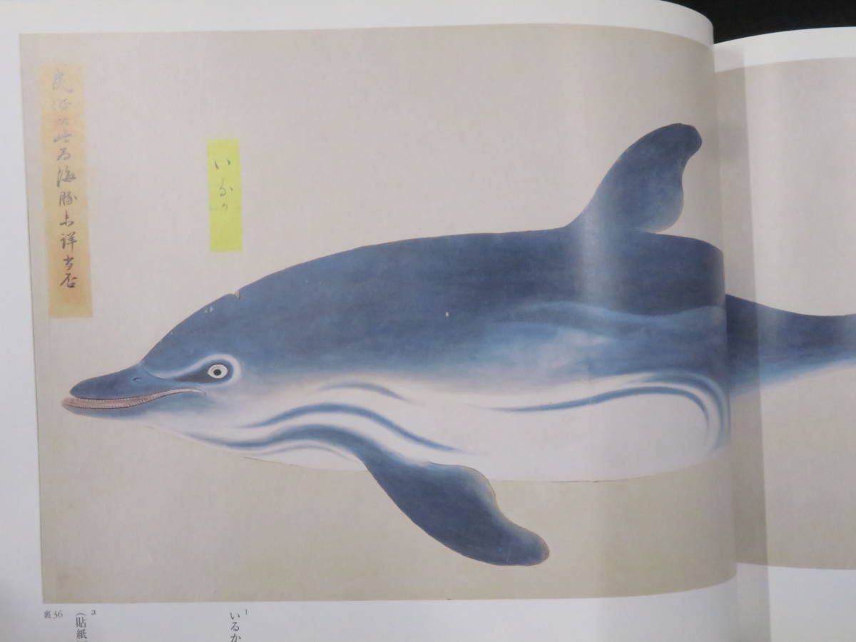 高松松平家所蔵【衆鱗図◇全5冊揃】江戸期 魚類画 高松松平家所蔵【衆鱗図◇全5冊揃】江戸期 魚類画