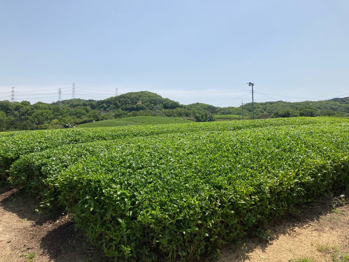 ＊無農薬＊ 焙煎ほうじ茶パウダー  化学肥料不使用 宇治茶100% 2021年産