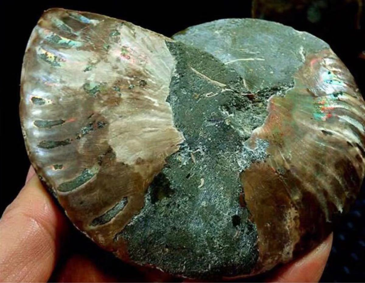 IJ」巨大！絶賛！天然アンモナイト化石 縫合線オパール