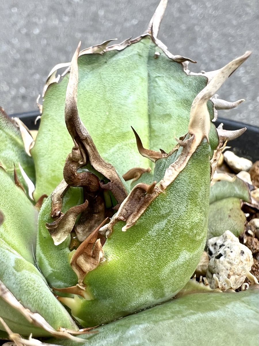 アガベ 多肉植物 チタノタ FO076実生 厳選極上陽炎裏棘美株 ic.sch.id