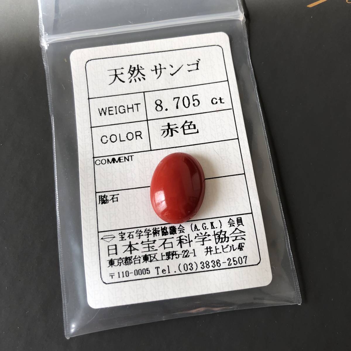 鑑別済み 大粒 ☆ 血赤 珊瑚 サンゴ ルース | www.bioimune.com.br