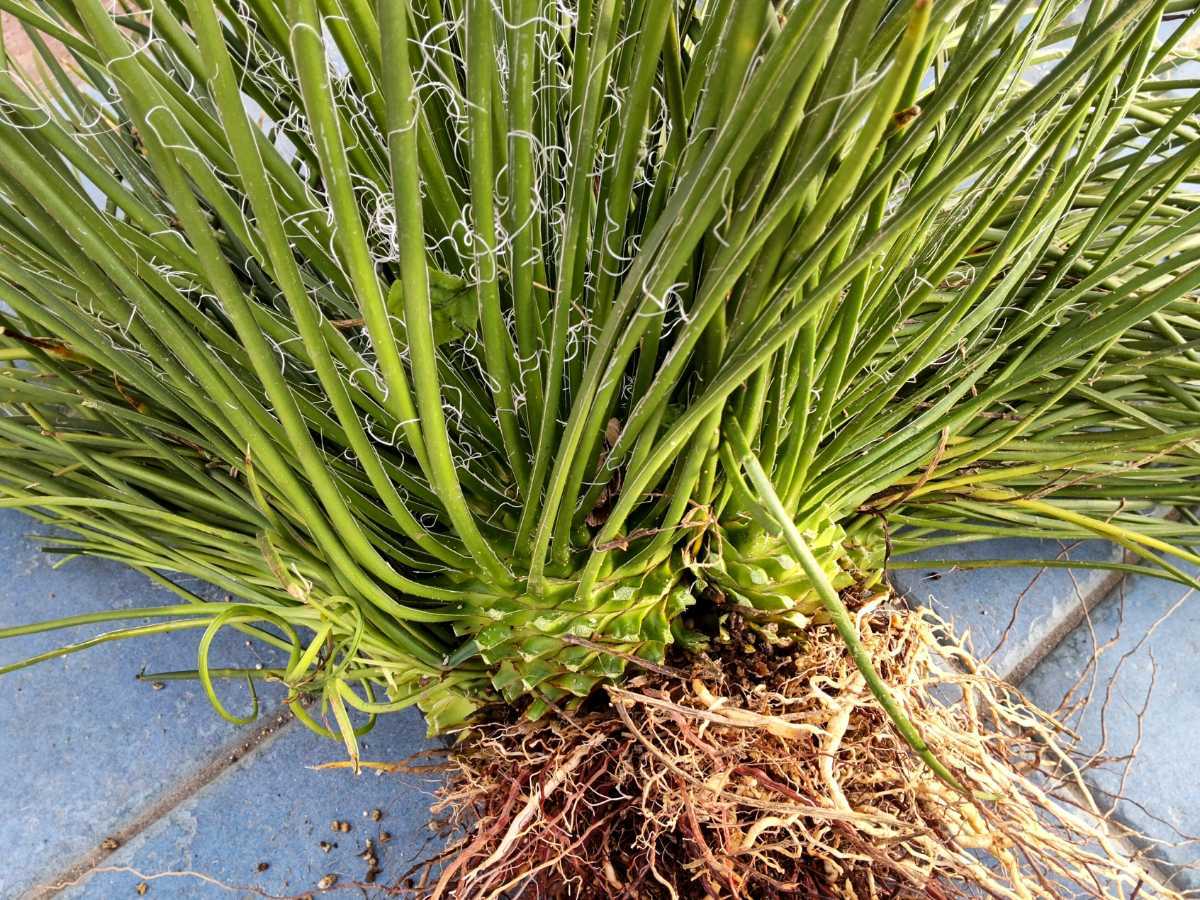 アガベ ジェミニフローラ 地植え 群生株 | isn-india.org