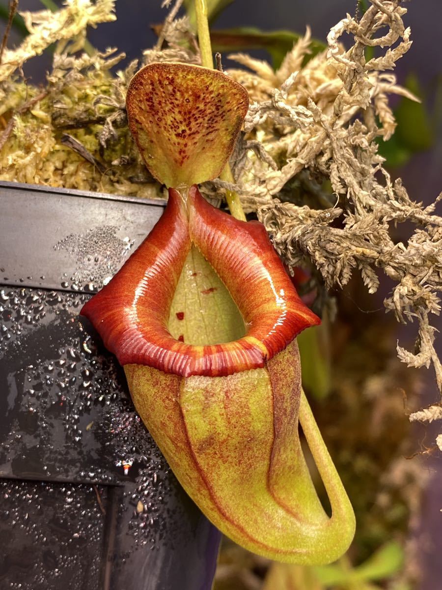 Nepenthes flava AW ① 食虫植物 ネペンテス | monsterdog.com.br