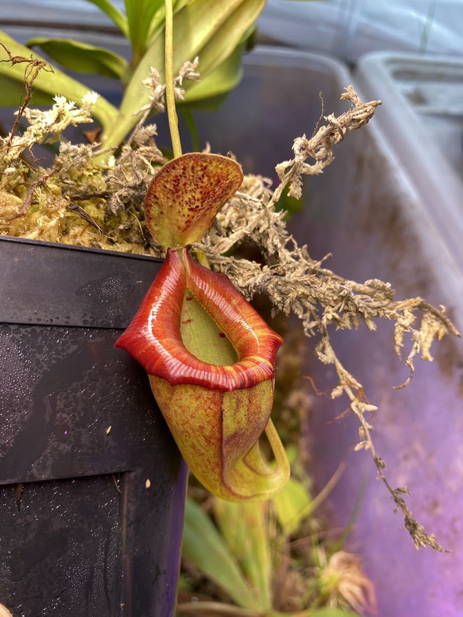 Nepenthes flava AW ① 食虫植物 ネペンテス | eatri.cl
