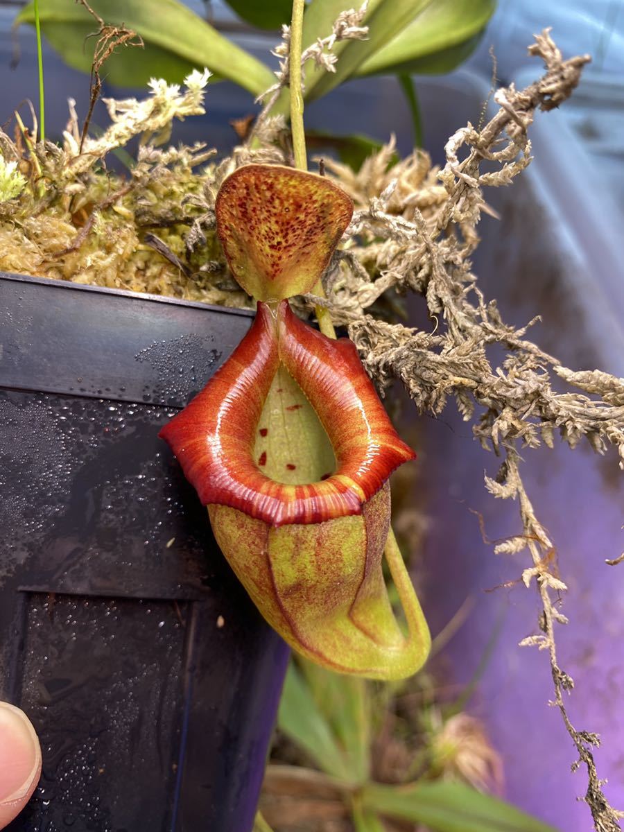 Nepenthes flava AW ① 食虫植物 ネペンテス | eatri.cl