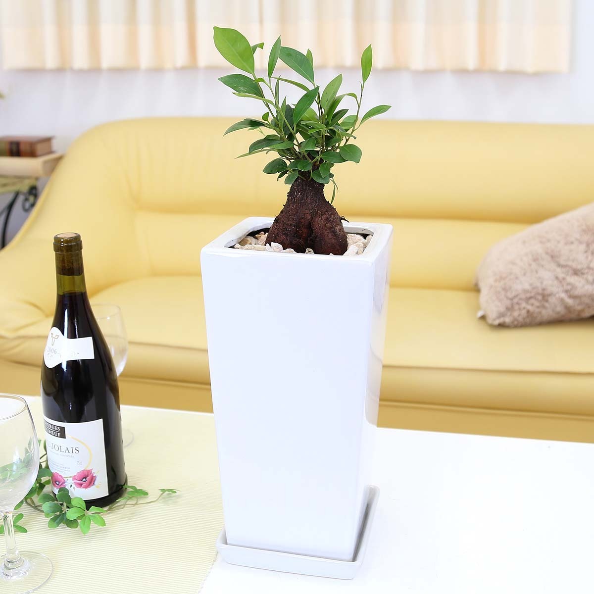  decorative plant ........ is said ...... see ... tree!gaju maru 6 number white square ceramics pot [ strut ] free shipping 